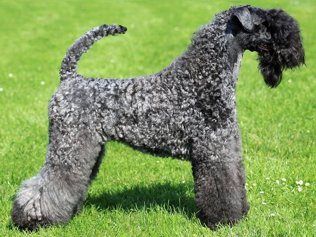 Kerry Blue Terrier thumbnail